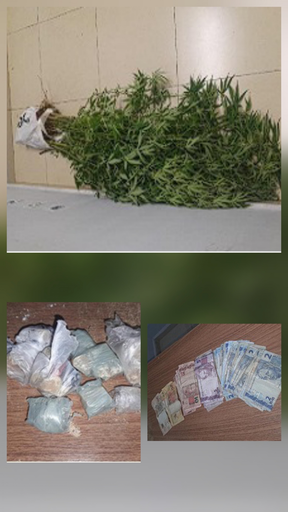 Homem é preso com pés de maconha e munições no bairro Chácaras TV