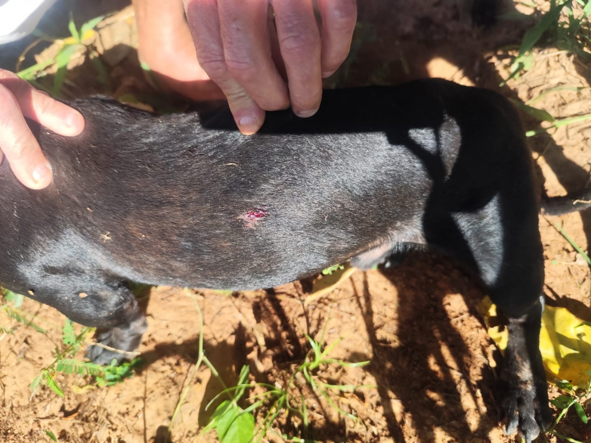 Homem é preso por maus tratos a animais e posse ilegal de arma de fogo em  Auriflama